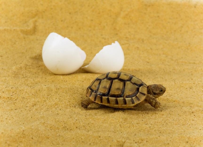 How Do Turtles Have Babies?