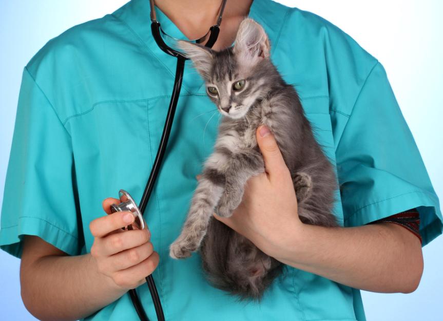 Bacterial Infection (Campylobacteriosis) in Cats PetMD