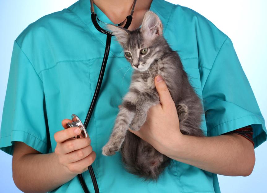Bacterial Infection (Campylobacteriosis) in Cats