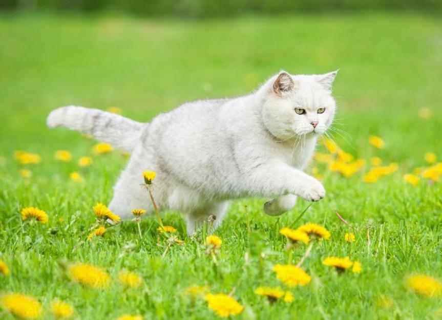 Bacterial Infection (Mycoplasma, Ureaplasma, Acoleplasma) in Cats PetMD