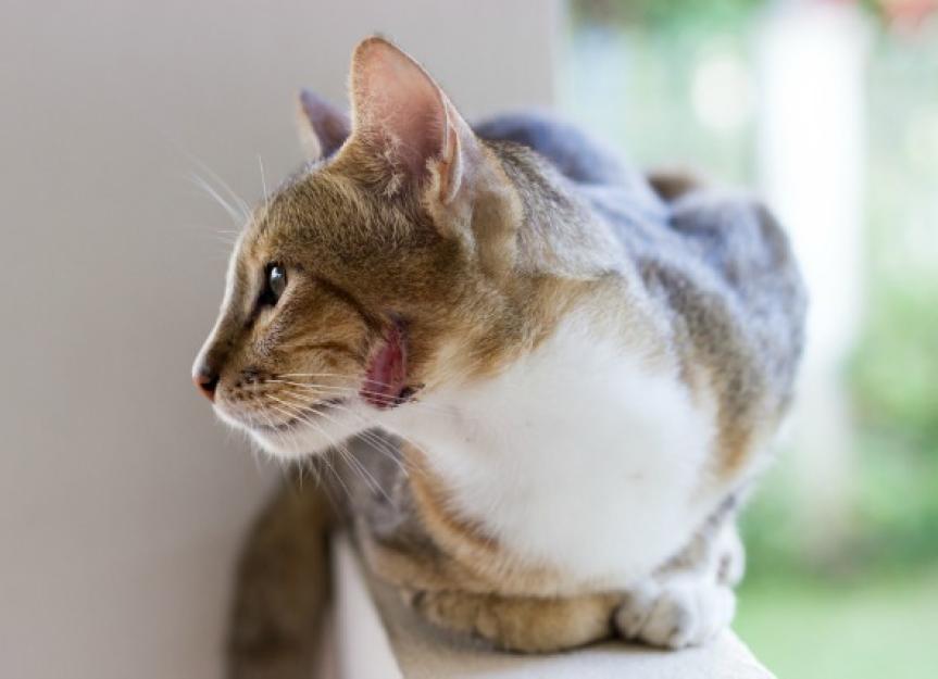 Bacterial Infection (Pyoderma) of the Skin in Cats
