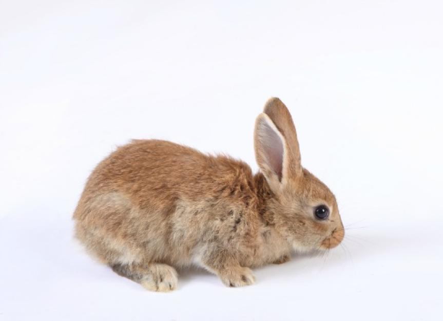 Bacterial Skin Infection in Rabbits PetMD