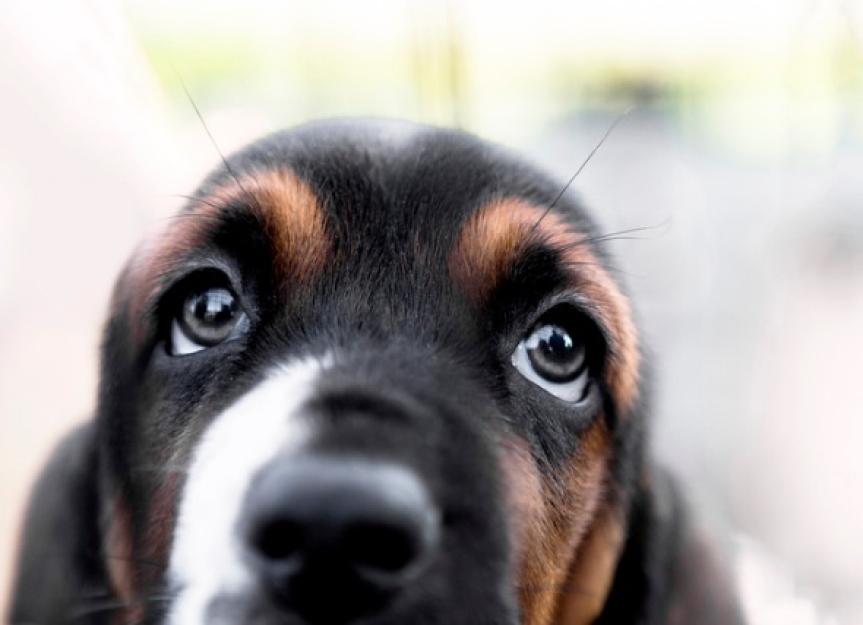 What Causes Red Goopy Eyes In Dogs Infoupdate