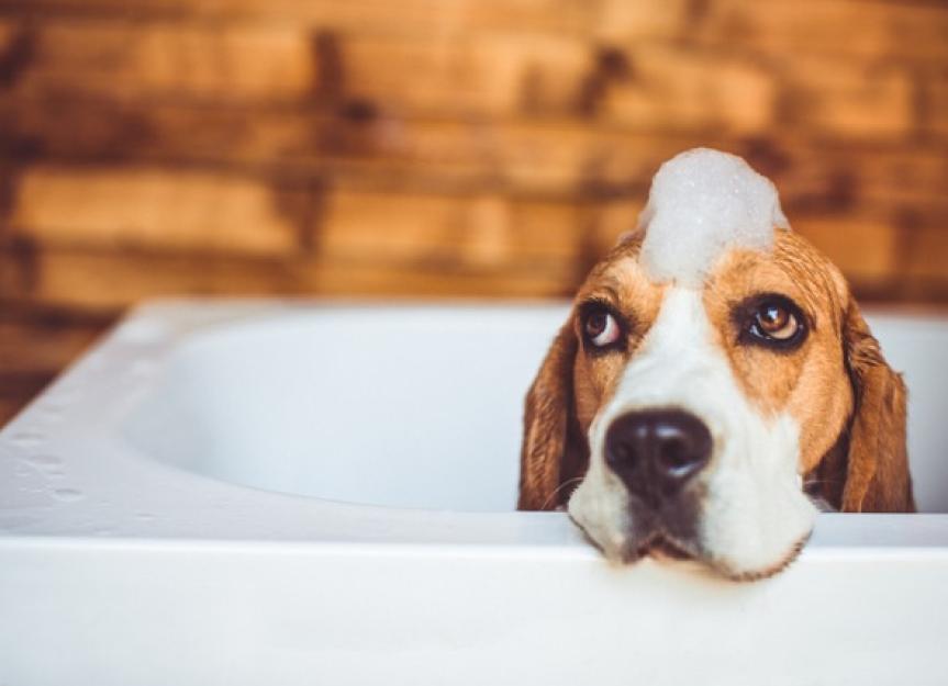 Do You Need a Medicated Dog Shampoo?