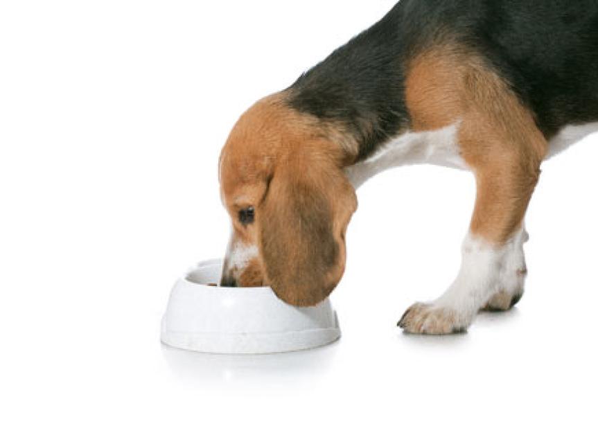 petMD Advises Pet Owners on Most Recent Developments in the Diamond Pet Foods Recall