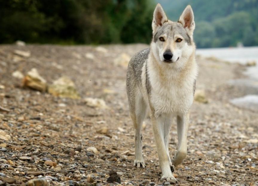 what to feed wolf dogs