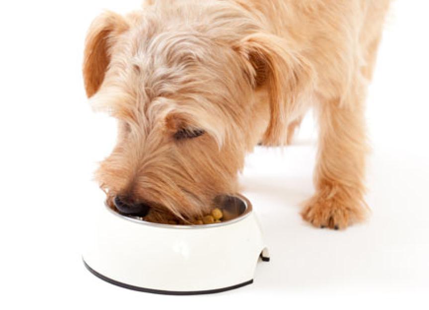 健康的狗粮有助于狗狗的消化