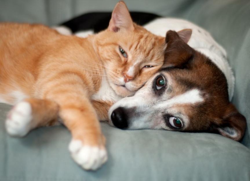 What You Need to Know About FHO Surgery in Dogs and Cats