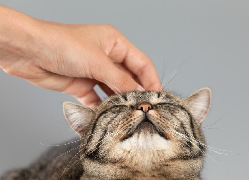 Best Places to Pet a Cat PetMD