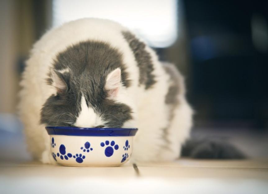 How to Slow Down a Cat Who Is Eating Too Fast PetMD