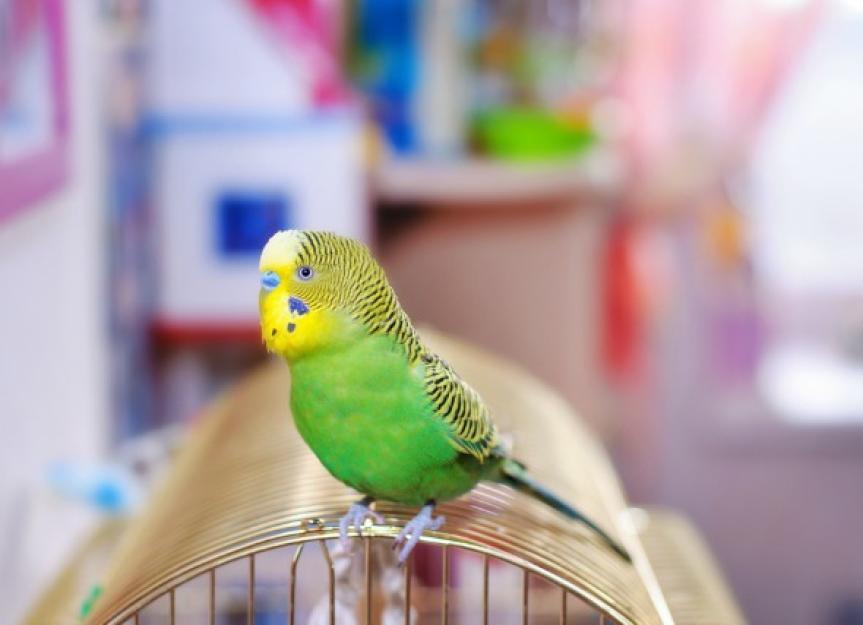 Bird Flu in Birds PetMD