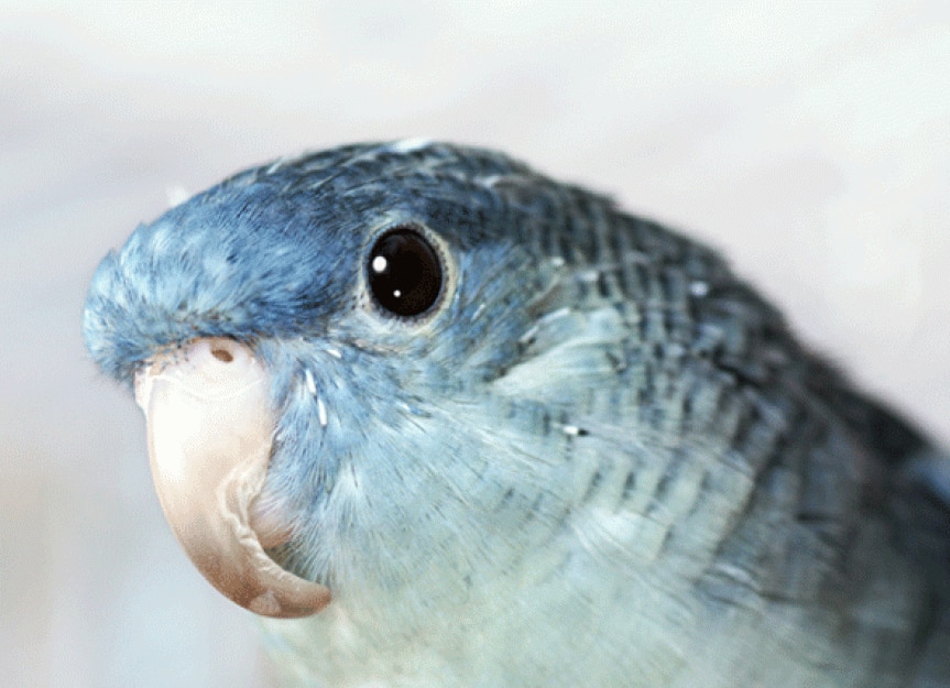 What to Do if Your Bird's Beak is Overgrown