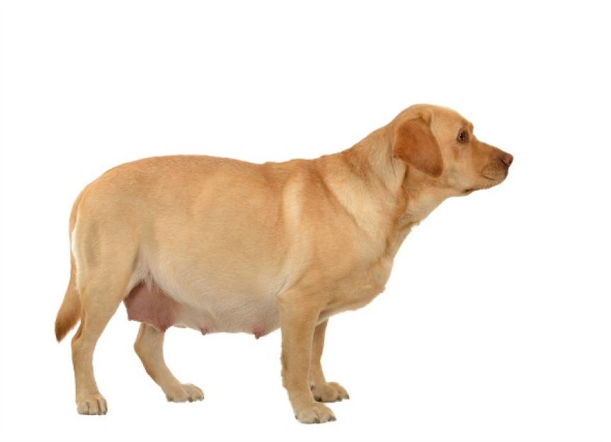 Dog Birth Difficulties Dystocia in Dogs PetMD