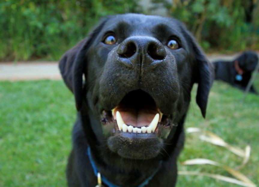 关于狗狗牙齿的5个有趣事实