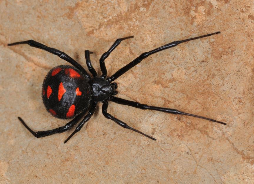 Black Widow Spider Bite Poisoning in Cats PetMD