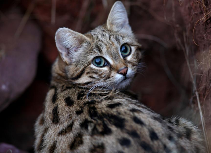 Why The Black Footed Cat Is Capturing The World S Attention PetMD   Blackfootedcat 