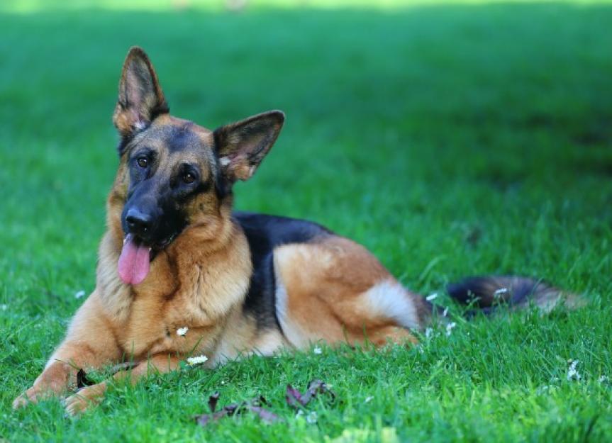 Dog Bleeding Disorder - Von Willebrand's Disease in Dogs | PetMD