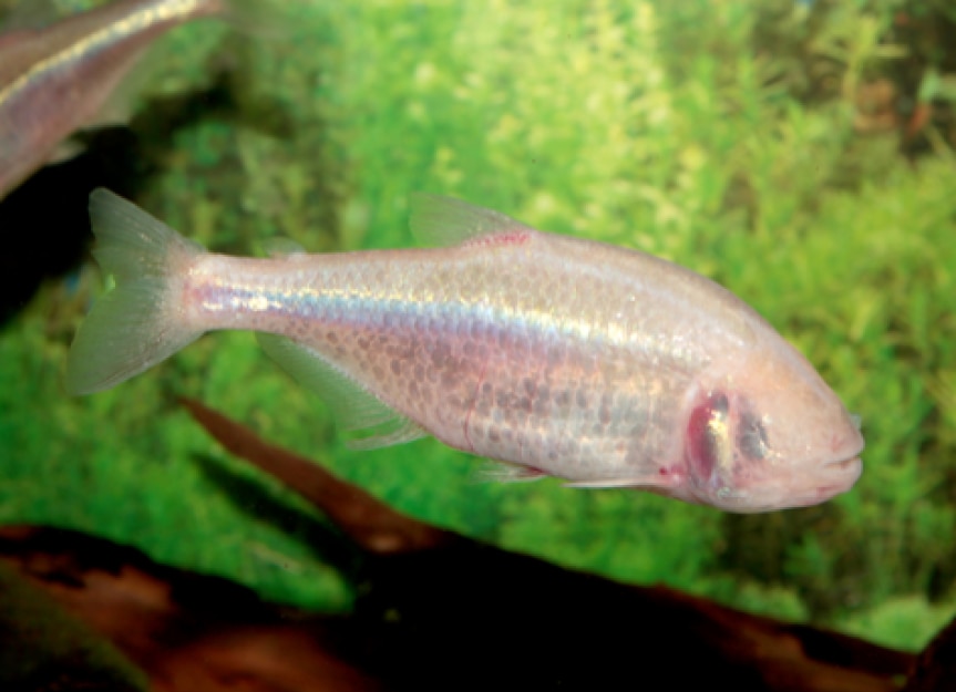 Astyanax mexicanus | Mexican Blind Cavefish | Blind Cave Tetra | PetMD