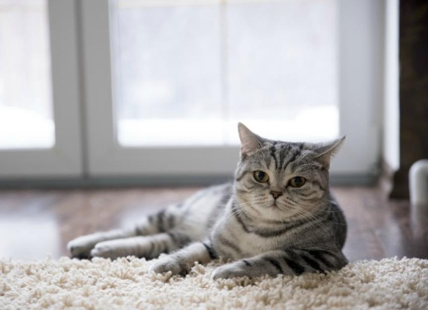 Blood in Urine Treatments Cats PetMD