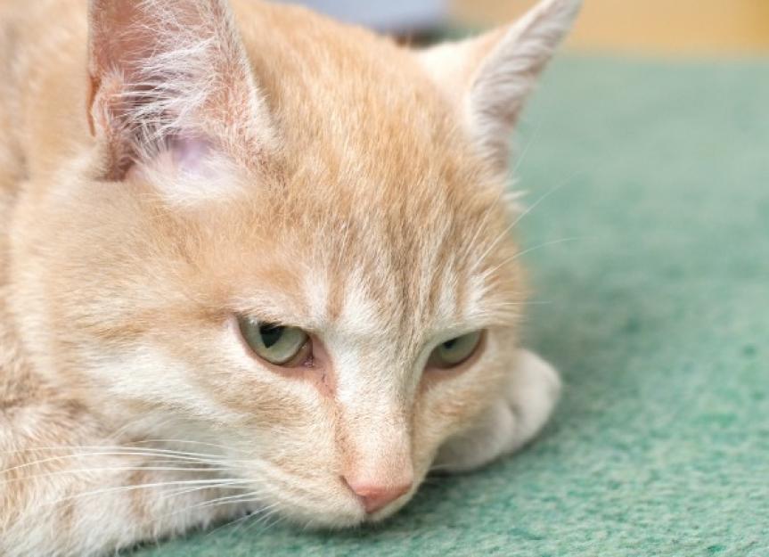 Blood Related Deficiencies in Cats