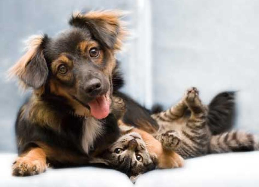 Top 5 Pet Boarding Options | Pet Sitters, Kennels and More | PetMD