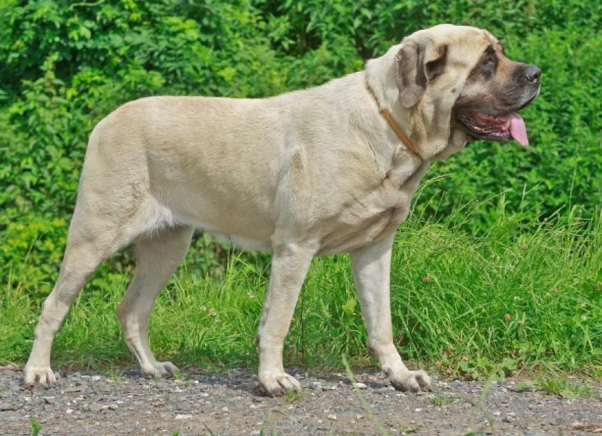 Bone Cancer (Chondrosarcoma) in Dogs