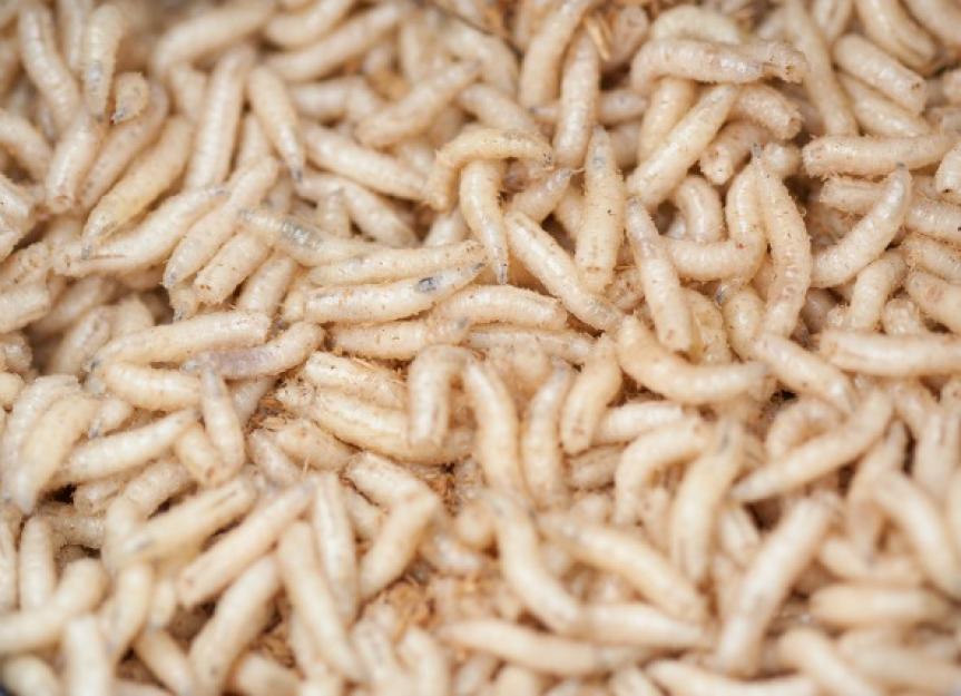 Botflies (Maggots) in Cats PetMD