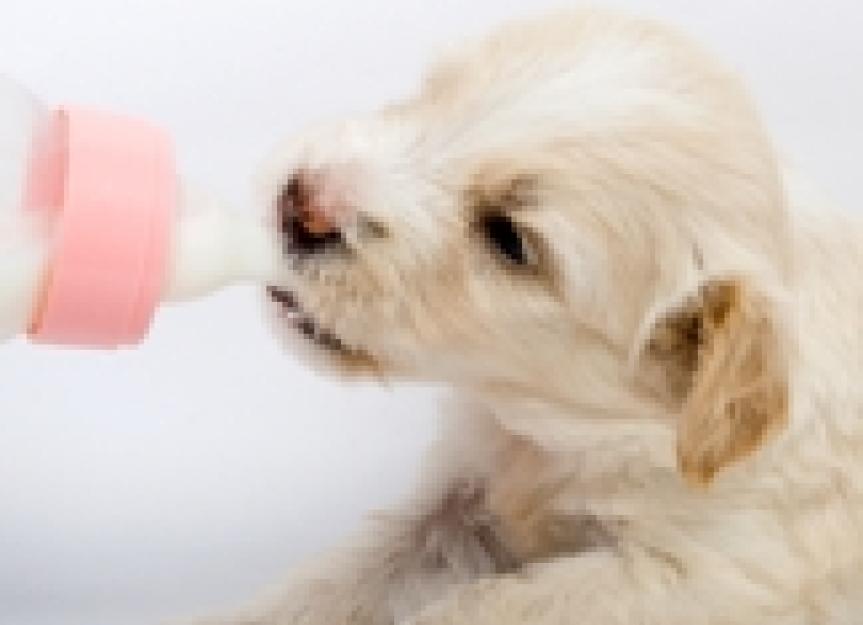 when should puppies stop drinking milk