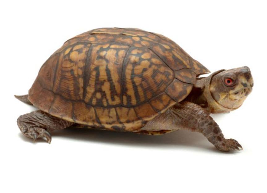 Sumpfschildkröte – Terrapene carolina