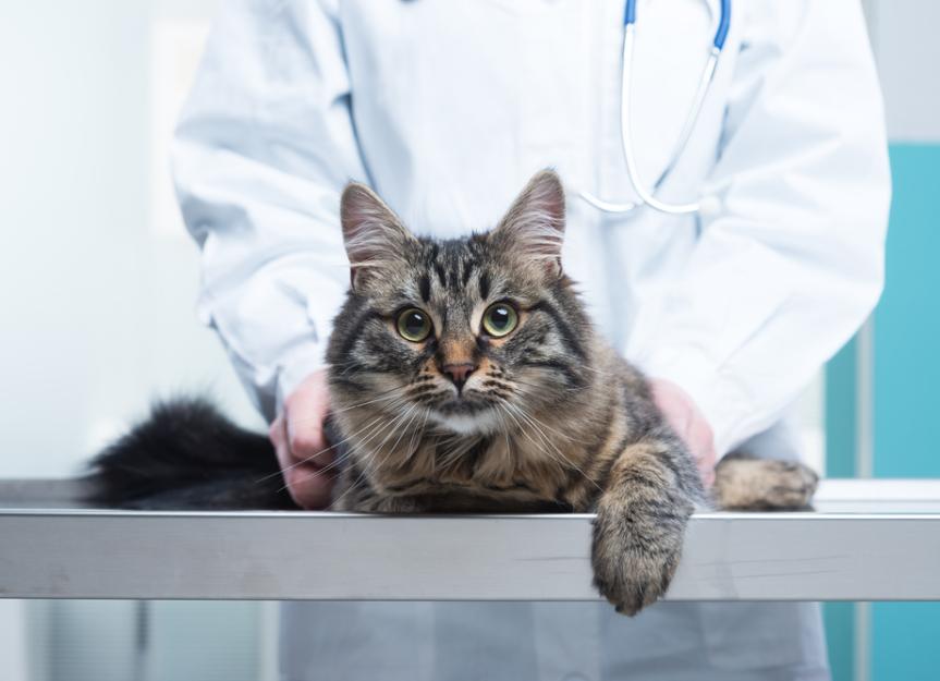 Brain Inflammation in Cats PetMD