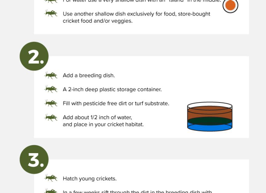 How to Breed and Raise Feeder Crickets PetMD