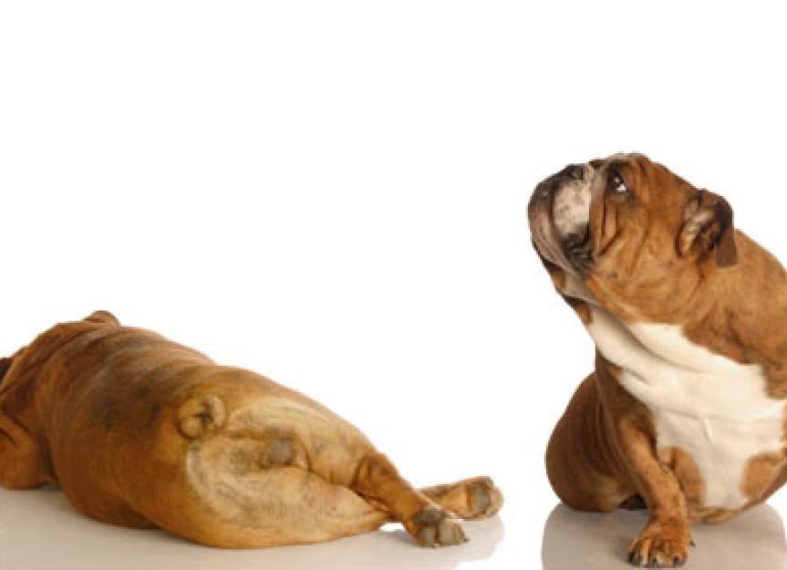 do probiotics make dogs gassy