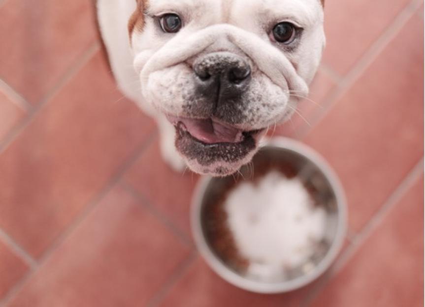 What’s the Diet for Canine Cushing’s Disease? PetMD