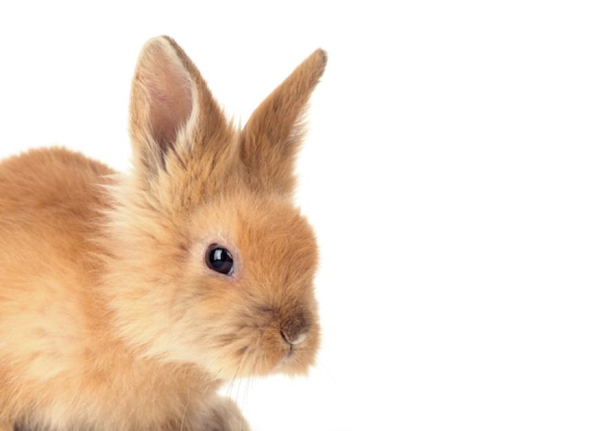 养一只兔子要花多少钱?