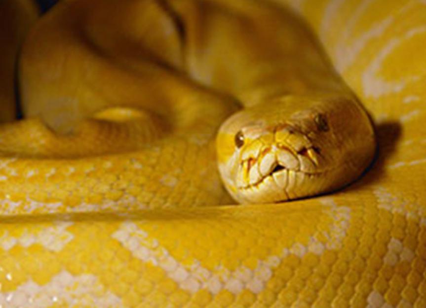 burmese python full grown