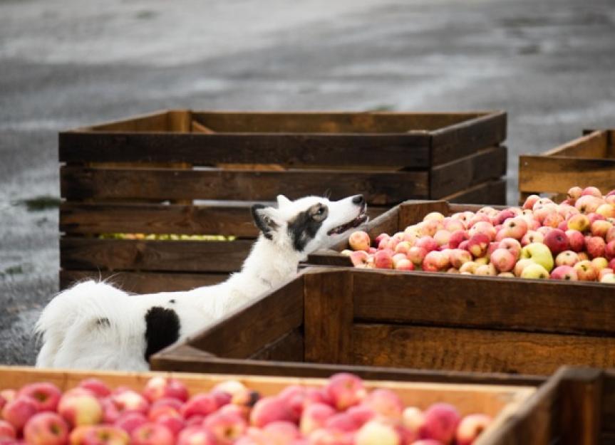 Можно собакам яблоки свежие. Собака с яблоком. Собачка в яблоке. Полезны ли яблоки собакам. Собака нюхает яблоко.