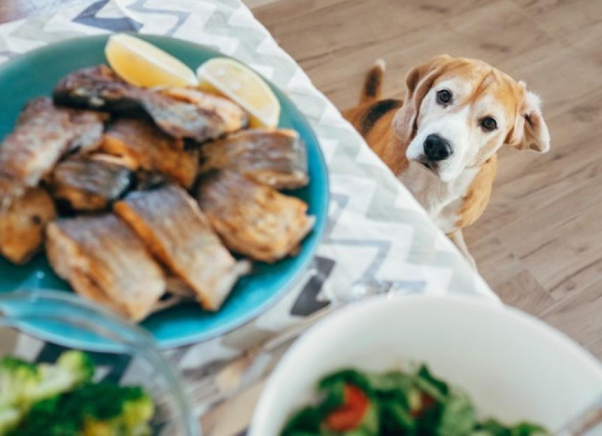 Dog ate 2024 fish bone