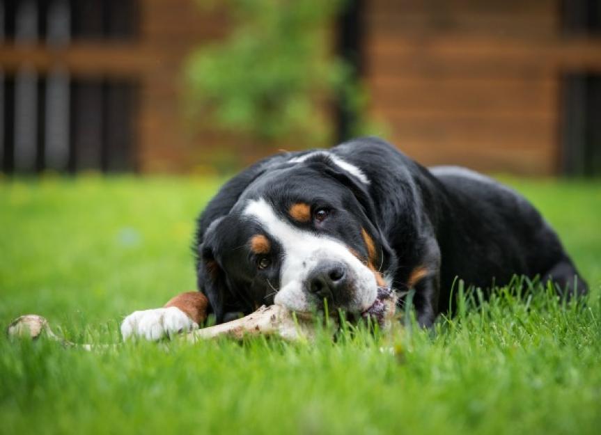 Can Dogs Eat Pork or Rib Bones? | PetMD