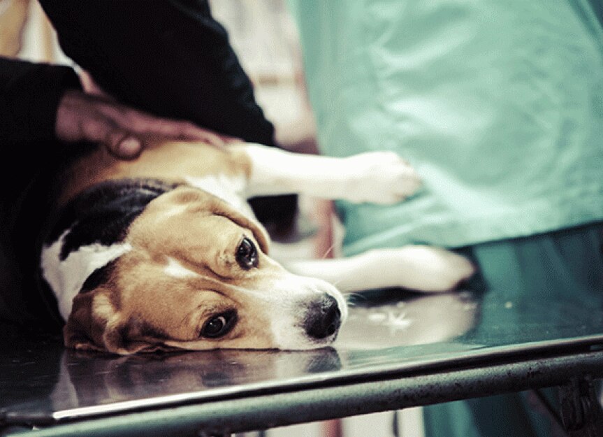 Cancer Relapse in Dogs is Devastating for Everyone Involved
