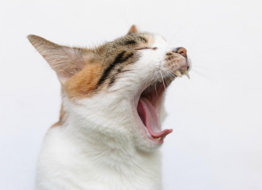 Cancerous and NonCancerous Growths in a Cat's Mouth PetMD