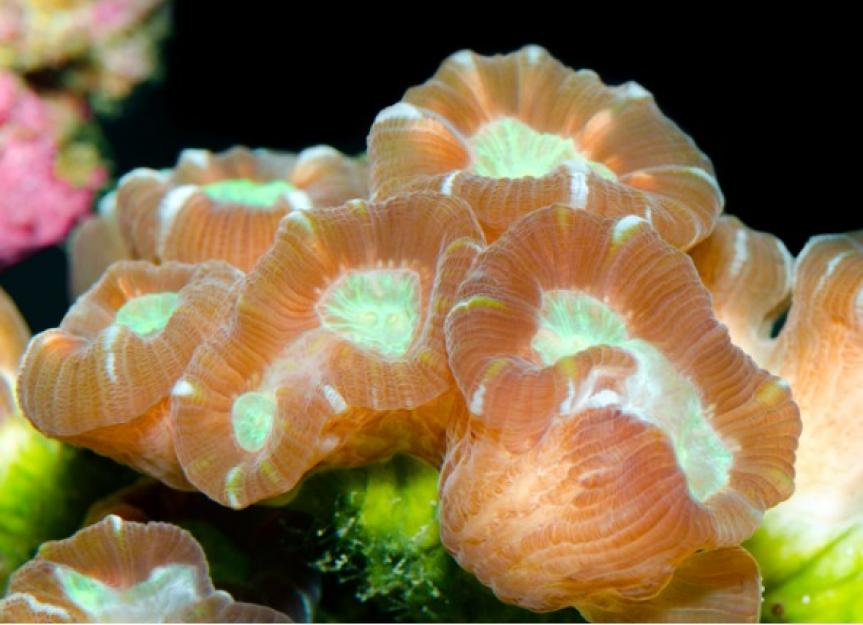 5 Hardy Corals for Your First Reef Tank