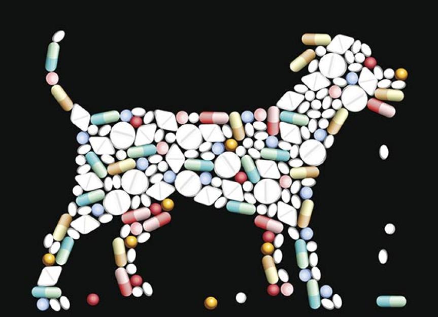 Time to Change Your Dog’s Thyroid Medication