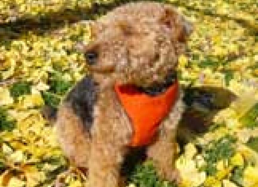 Seasonal Pet Health Hazards Associated with Fall