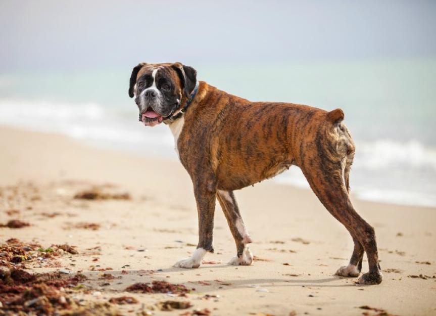 Cardiomyopathy in Boxer Dogs
