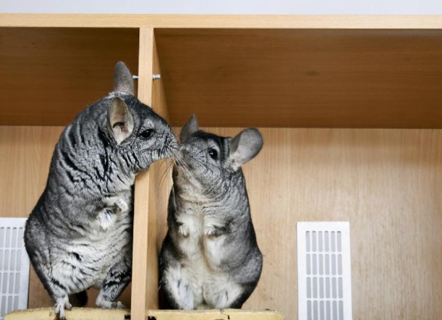 Caring for a Chinchilla What You Need to Know PetMD