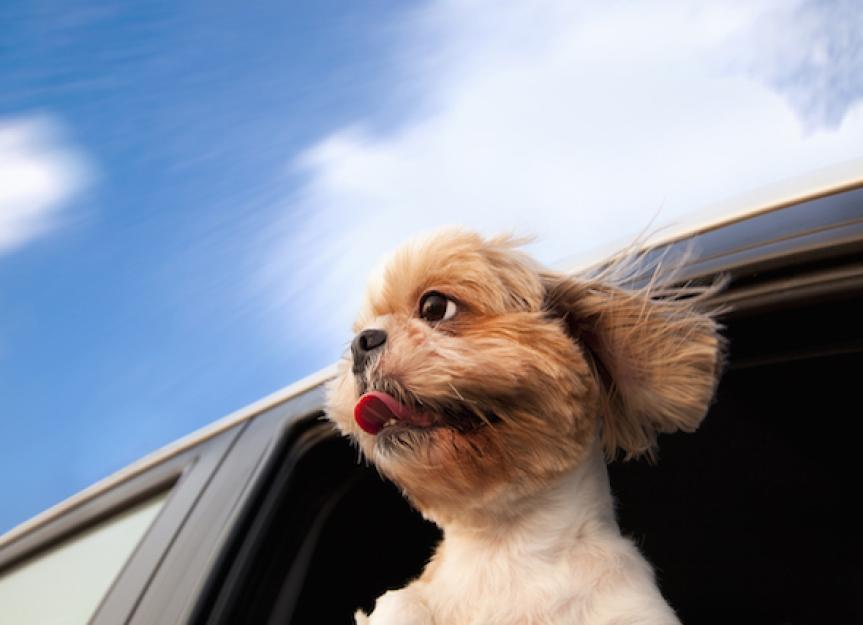 Insider Tips For Pet-Friendly Road Travel