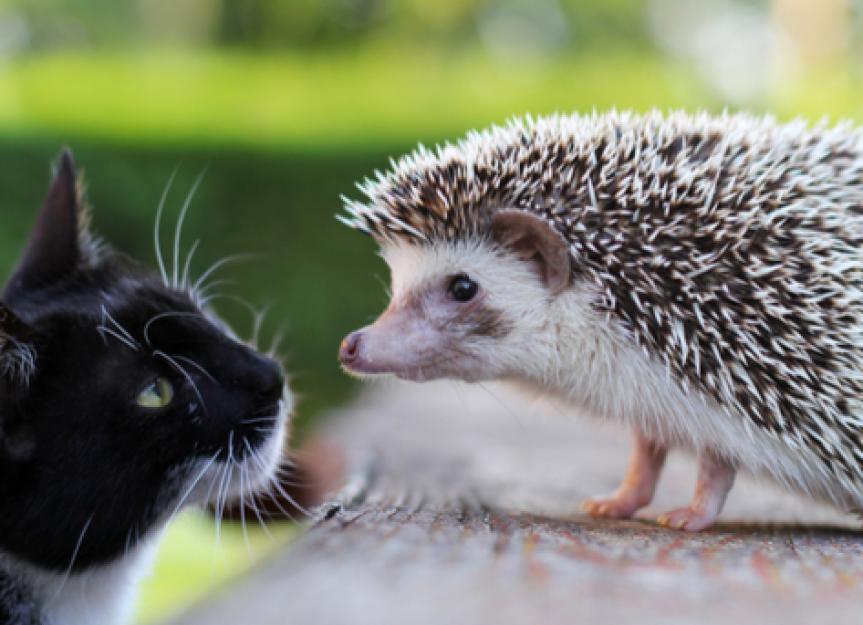 小动物可以和猫住在一起吗?