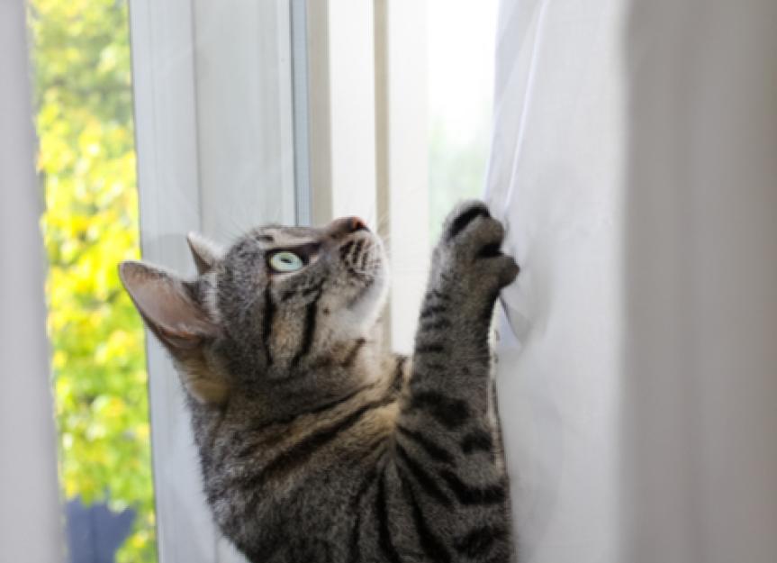 如何阻止你的猫爬窗帘