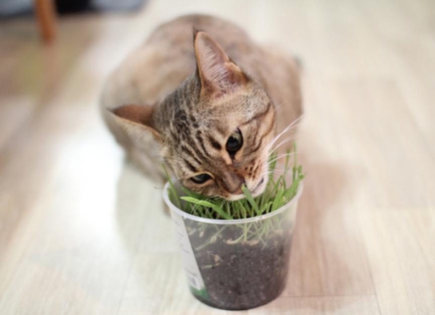 5 Types of Cat Grass You Can Grow