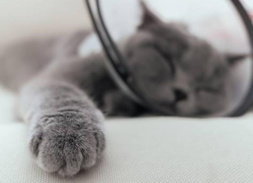 Spay & Neuter How Much Does It Cost to Fix a Cat and More PetMD